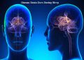 What the Human Brain Does During Sleep