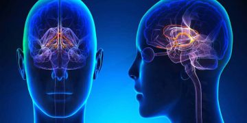 What the Human Brain Does During Sleep