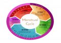 Menstrual Cycle Works