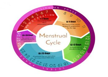 Menstrual Cycle Works