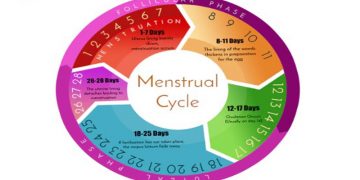 How the Menstrual Cycle Works? - Healthhuff