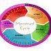 Menstrual Cycle Works