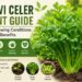 Pravi Celer